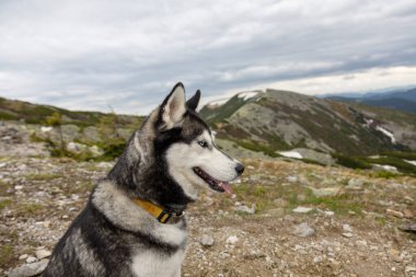 Dağların tepelerinin, Gorgany 'nin, Karpatlar' ın önünde oturan gri yürüyüş yapan Sibirya köpeği. Mavi gözler.