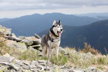 Dağların ve taşların arkasındaki bir dağda duran siyah ve beyaz Sibirya kurdu. Köpek yüzünü buruşturuyor. Mavi gözler.