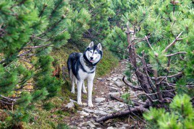 Gri Sibirya köpeğinin kafasının doğal ortamda mutlu bir köpek gibi eğlendiği yakın plan fotoğrafı. Mavi gözler. Çok hoş bir köpek. Mavi gözler.
