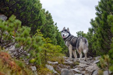 Siyah ve beyaz Sibirya kurdu ayakta duruyor. Doğal bir manzarada mutlu bir köpek. Mavi gözler. Çok hoş bir köpek. Mavi gözler.