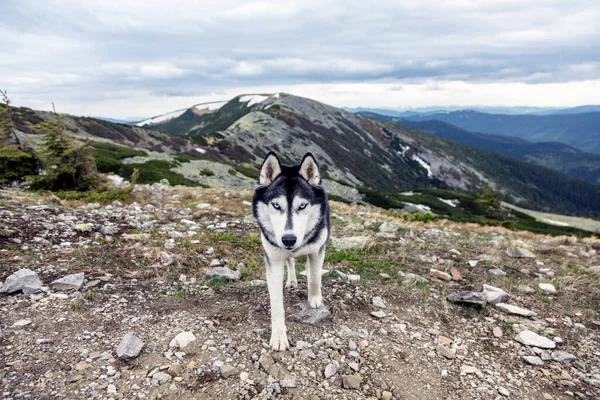 Nahaufnahme Des Kopfes Eines Grauen Sibirischen Huskyhundes Der Die Natur — Stockfoto