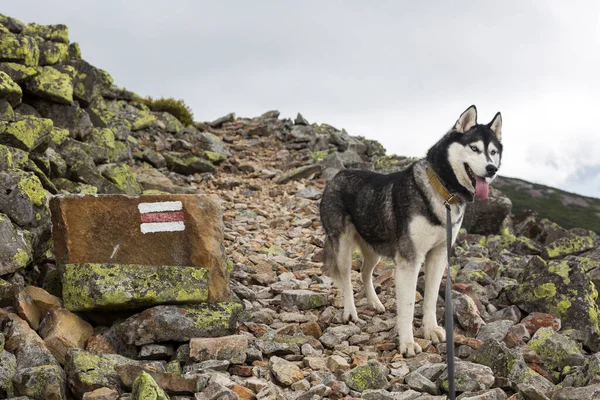 Dağların ve sarı taşların arkasındaki bir dağda duran siyah ve beyaz Sibirya kurdu. Köpek yüzünü buruşturuyor. Mutlu köpek doğal bir manzarada