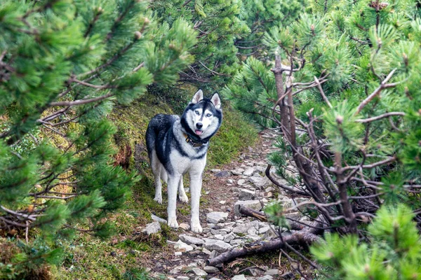 Приложите Фотографию Головы Собаки Серого Сибирского Хаски Наслаждающейся Природой Счастливой — стоковое фото