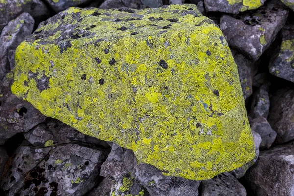 山の中の石の上に黄色の苔と地衣類 灰色と黄色の抽象的な石の質感の背景 — ストック写真