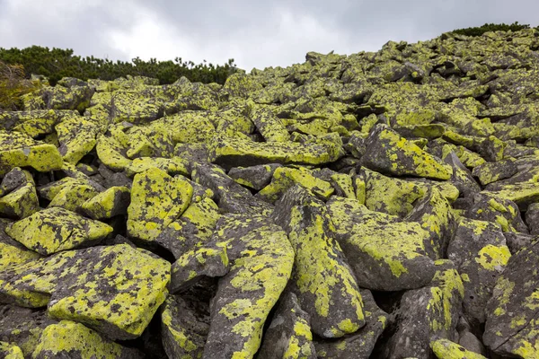 黄色の地衣類で覆われた多くの大きな石 カルパチア山脈の光抽象的な石のテクスチャ — ストック写真