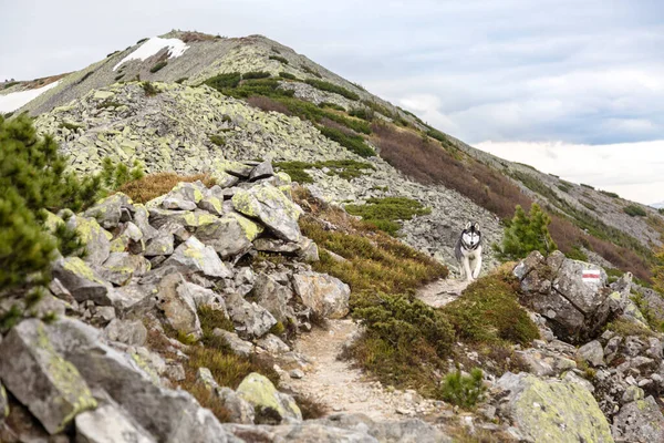 Bianco Nero Cane Husky Siberiano Una Collina Montagna Coperta Muschio — Foto Stock