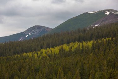 Gorgany, Ukrayna ve Doğu Karpatlar 'ın en yüksek tepeleri olan Büyük ve Küçük Syvulya (Sywula) dağlarının manzarası. Evergreen çamları, sarı yosun ve yosun, dağlardaki kayalarda mantar..