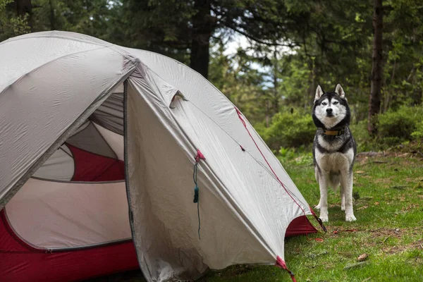 Cinza Branco Caminhadas Siberian Husky Cão Sentado Frente Acampamento Floresta — Fotografia de Stock