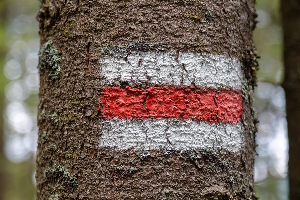 Σηματοδοτώντας Την Τουριστική Διαδρομή Βαμμένη Στο Δέντρο Κόκκινο Και Άσπρο — Φωτογραφία Αρχείου