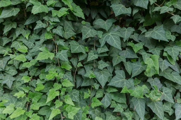 A botanical seamless pattern from ivy (hedera) twig, green ivy leaves, natural background