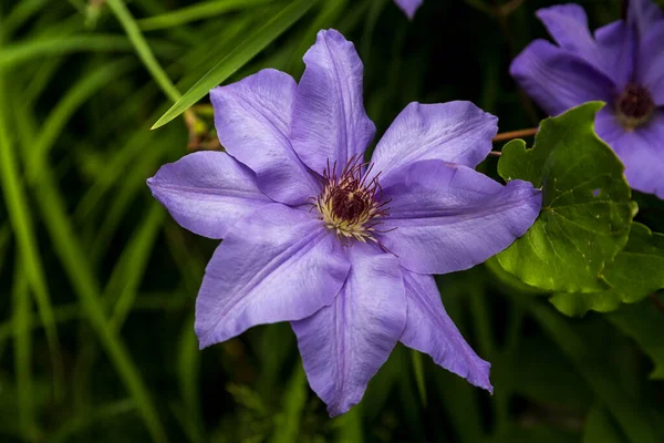 Крупный План Фиолетового Цветка Клематис Сезанна Цветущем Саду Размытом Фоне — стоковое фото