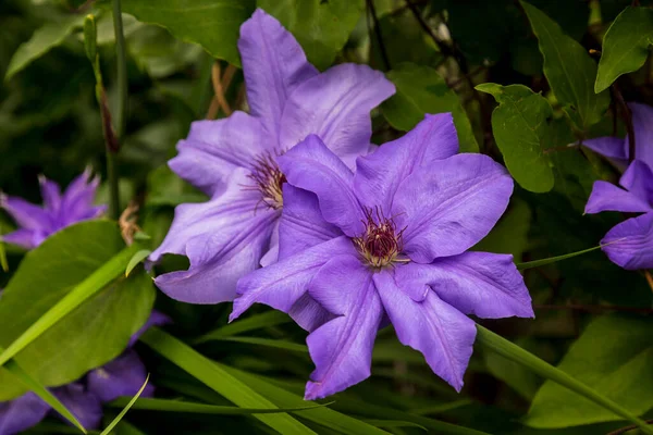 Крупный План Темно Фиолетового Цветка Клематис Сезанн Размытом Фоне — стоковое фото