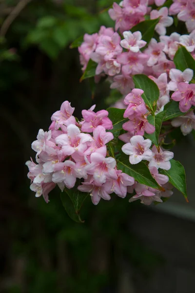 Frumoase Flori Roz Weigela Într Grădină Înfloritoare Grădina Primăvară Flori — Fotografie, imagine de stoc