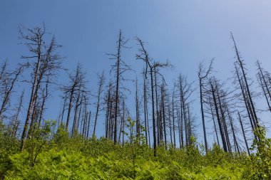 Mavi arka planda izole edilmiş kurumuş ağaçların yaz fotoğrafı.