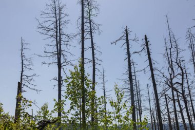 Mavi arka planda izole edilmiş kurumuş ağaçların yaz fotoğrafı.