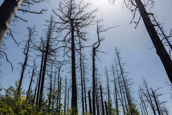 Mavi arka planda izole edilmiş kurumuş ağaçların yaz fotoğrafı.