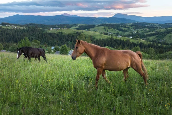 Een Prachtig Bruin Paard Tegen Achtergrond Van Een Berglandschap Een — Stockfoto
