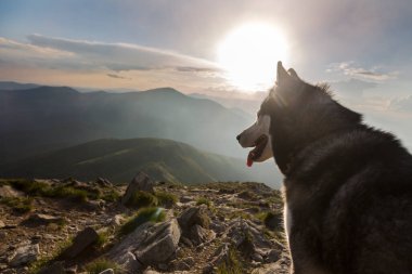 Grey Siberian husky dog at the orange sunset in the mountains, The Carpathians