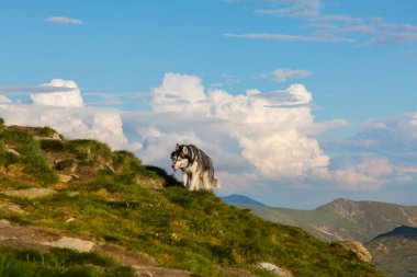 Grey Siberian husky dog hiking in the green mountains, the Chornohora, the Carpathian mountains, Ukraine