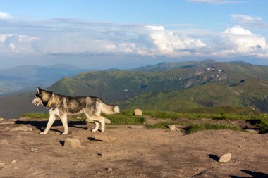 Gri Sibirya köpeği dağlarda yürüyüşün tadını çıkarıyor, Karpatlar.