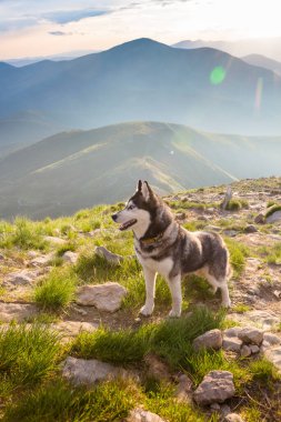 Portrait of a blue eyed beautiful smiling Siberian Husky dog with tongue sticking out in the mountain background, Carpathians