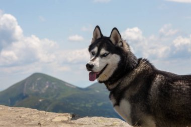 Mavi gözlü, gülümseyen bir Sibirya Husky köpeğinin portresi. Dağın arka planında dili çıkmış, Karpatlar.