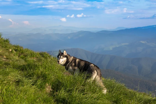 Grijze Siberische Husky Hond Wandelen Groene Bergen Chornohora Karpaten Oekraïne — Stockfoto