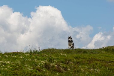 Gri Sibirya köpeği bulutların önündeki dağlarda yürüyüşün tadını çıkarıyor, Karpatlar.