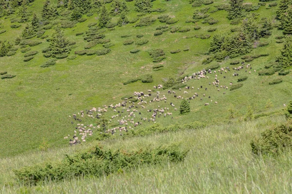 Пасуться Вівці Зеленому Пасовищі Карпати Україна — стокове фото