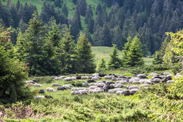 Moutons Blancs Noirs Pâturent Dans Forêt Les Carpates Ukraine — Photo