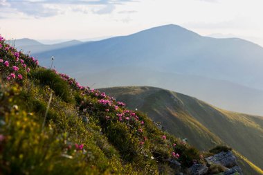 Pembe rhododendron çiçekleri gün batımında ve dağ manzarasının arka planında. Karpat Dağları, Ukrayna