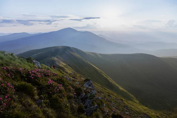 Berg Stoned Heuvel Bedekt Met Bloeiende Rododendron Prachtige Bloeiende Landschap — Stockfoto