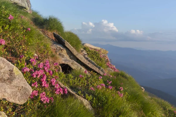 Mountain Stoned Hill Covered Flowering Rhododendron Beautiful Flowered Landscape Highest — Fotografia de Stock
