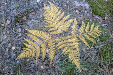Sonbahar ormanında sarı bir eğrelti otunun vahşi doğadaki bitkinin yakın plan fotoğrafı.