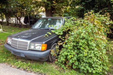 Bahçesinde yeşil çalılar olan paslı siyah bir Mercedes.