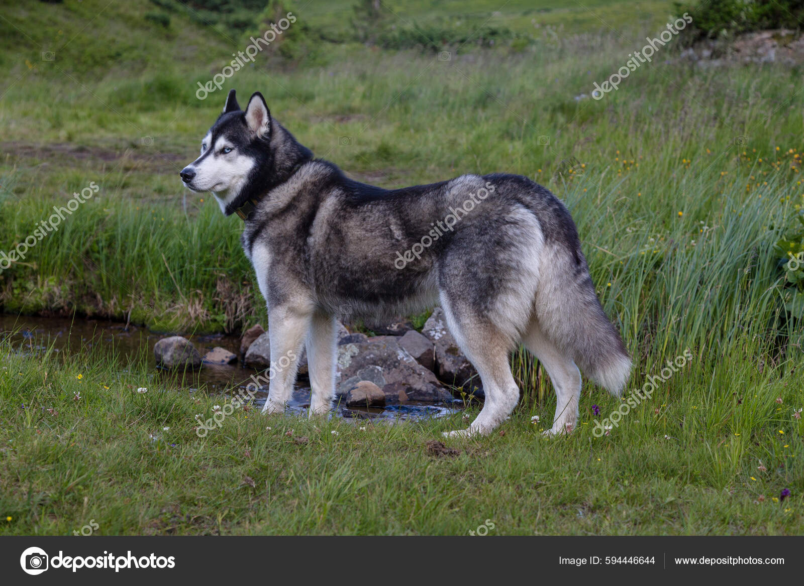 Wolf Gray And White Husky With Blue Eyes Siberian Husky Wolf Grey