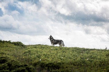 The Siberian Husky dog is a very intelligent breed that's active, alert, and gentle