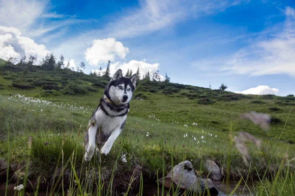 The Gray Siberian Husky jumping over the river, dog which combines power, speed and endurance
