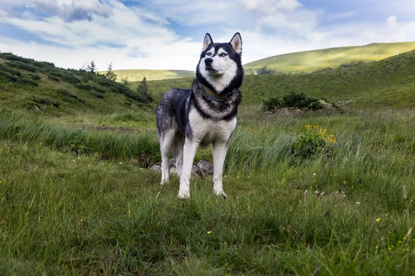 Grey hiking Siberian husky dog sitting in front of green mountains peaks, Carpathians