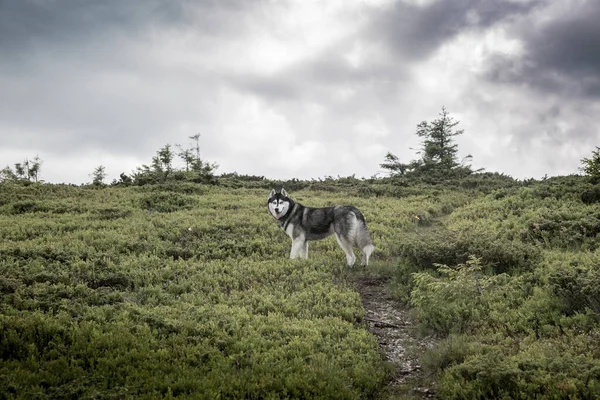 Siberian Husky Dog Very Intelligent Breed Active Alert Gentle — стоковое фото