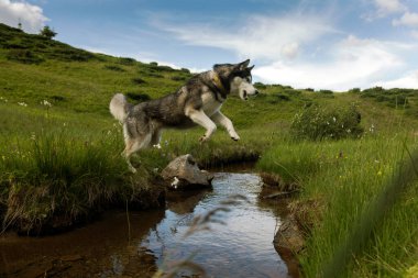 The gray Siberian Husky jumping over the river, active, alert, and gentle dog