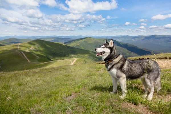 Γκρίζος Σιβηρικός Σκύλος Husky Απολαμβάνοντας Την Πεζοπορία Στα Βουνά Καρπάθια — Φωτογραφία Αρχείου