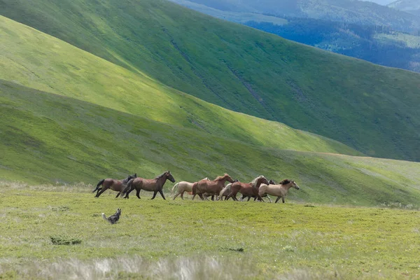 Dog Mountains Runs Herd Horses Siberian Husky Combines Power Speed — Stockfoto