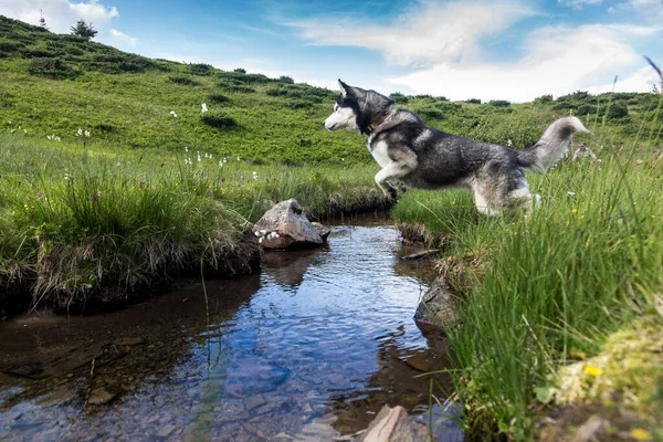 The gray Siberian Husky jumping over the river, active, alert, and gentle dog