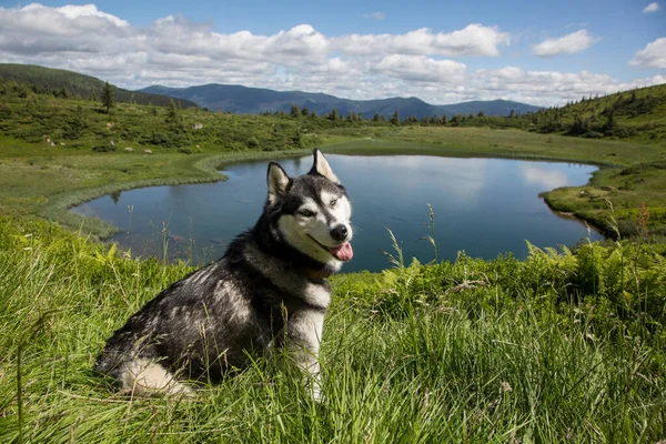 Adorable Siberian Husky Dog Sitting Blue Mountain Lake Green Mountains — стоковое фото