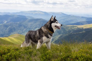 Gri Sibirya köpeği dağlarda yürüyüşün tadını çıkarıyor, Karpatlar.