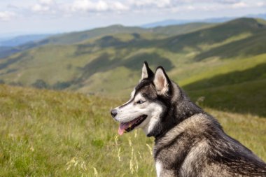 Grey Siberian husky dog enjoying the hiking in the mountains, the Carpathians