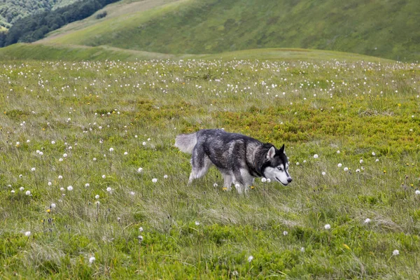 Adorable Siberian Husky Dog Woods Carpathians Mountains Siberian Husky Combines — Stockfoto