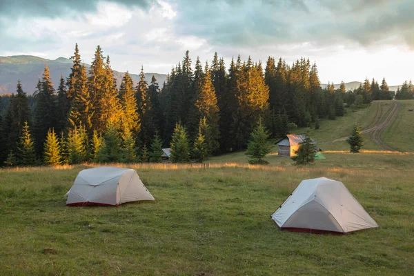 Camping Tents Spruce Forests Carpathian Mountains Sunset Light — Fotografia de Stock