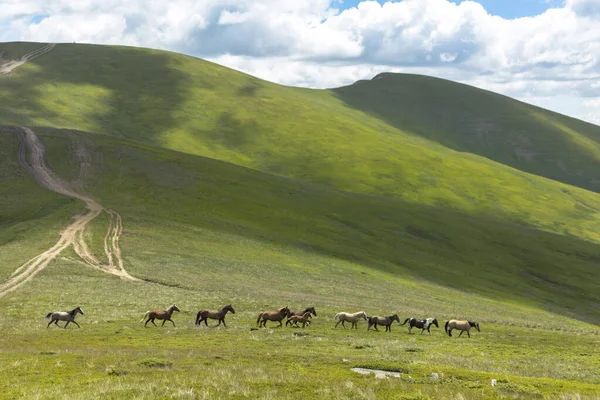 A herd of wild horses runs in the mountains against the background of green ridges